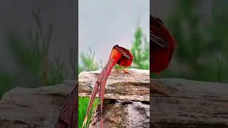 Discover the stunning beauty of the golden pheasant in nature. #goldenpheasant ##naturebeauty #wild