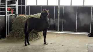 Koniczynka nadal jest nieufna