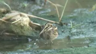 コシギ（1）珍鳥（沖縄・南城市） - Jack Snipe - Wild Bird - 野鳥 動画図鑑