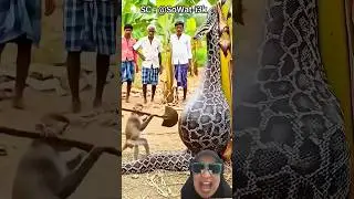 KISAH MONYET DAN ULAR #dubbing @SoWat-i3k #ular #python #monyet #animasi #comedy #funny #monkey