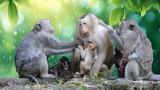 Rose tries to protect her baby Rina from Anita Monkey