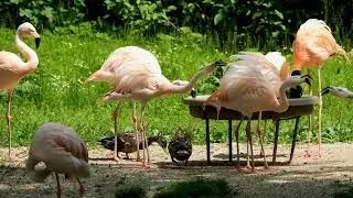 Wild Forest Sounds 🌿 Birds Singing & Gentle Rain for Deep Relaxation