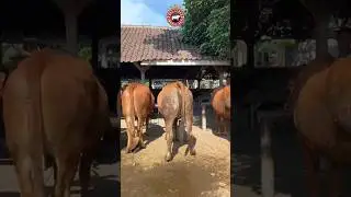 sapi jumbo #sapijumbo #sapibesar #cow #sapipasar #sapisehat #animals