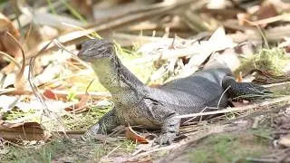 Herping and Birding Vacation in Top End, NT Australia