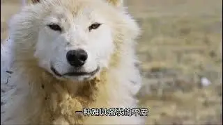 Forgotten by His Father: The Wolf Pup&rsquo;s 3-Day Struggle to Survive in the Arctic