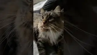 Милый кот слушает, как я говорю.