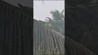 Pair of parrots, 🦜🦜.Full video uploaded.# #nature .