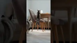Щенок и котенок #cat #dog