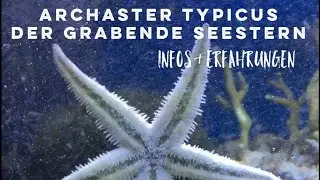 Grabender Seestern - Archaster typicus / Meerwasser Aquarium / Das Hobby Aquaristik