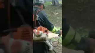 Pomposo cortando pasto
