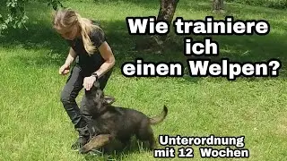 Wie trainiere ich einen Welpen? Futtertreiben das Welpen 1x1 Schäferhund 12 Wochen Unterordnung