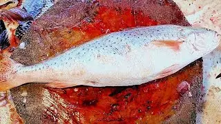 Viral Golden Crocker Fish Cleaning And Cutting In Market I Live Golden Crocker Fish Cutting Skills