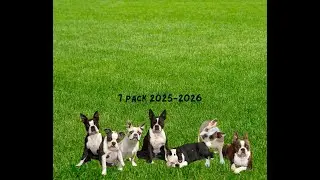 Наша семья бостон-терьеров и соблюдение графика разведения 😁🐾 ❤️