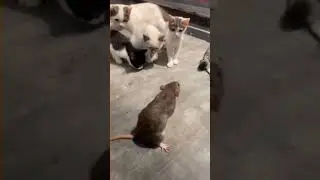 kucing vs tikus lucu #shorts #kucing