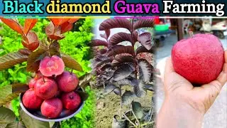 black diamond Guava wholesale suppliers | Guava farming 
