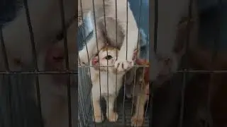 দুষ্টু গুলো অনেক জ্বালায়। #shorts #cat #petlovers #subscribe #subscribemychannel