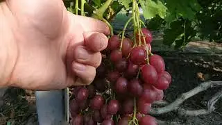 Виноград  ВАССА , КРАСНАЯ ПУЛЯ ( СЮЗАННА ) , ЭМИР  2021г