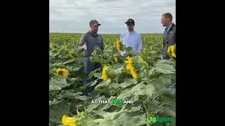 Harvest Timing & Fire Risk in Sunflowers | AgXplore Roadshow: Moisture Strategy in South Dakota
