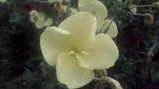 Супер!!! Чудесный цветок раскрывается за секунды...