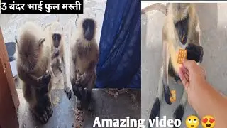 Monkey family video।। Animal video।। Bandar video।। बंदर मामा मस्ती 😛।। Discovery video#viralvideo 