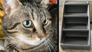 Pet Stairs For Pusia! 😻
