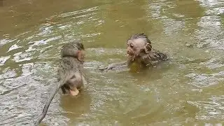 After big rain cute baby Polino swimming with cool so happy| Polino request Maddix play with him