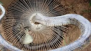 Amazing Boy Catch Big  Snake Using Electric Fan Guard - Electric Fan Guard Snake Trap
