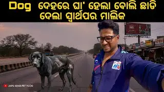 DOG ଦେହରେ ଘା' ହେଲା ବୋଲି ଛାଡି ଦେଲା ସ୍ୱାର୍ଥପର ମାଲିକ 😭
