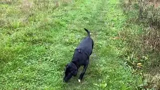 Albert walking in Cobham Wood