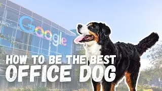 My top tips for bringing your dog to an office!
