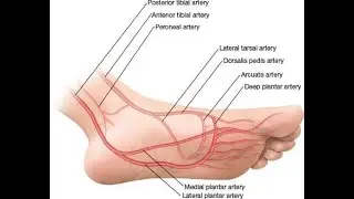 Plantar digital arteries; Anatomy, Origin, Course, Branches, Supplied Structures