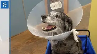 Free veterinary care for low income and homeless families