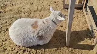 Fun With Goats - If and When To Castrate Bucklings and the Common Methods To Do So