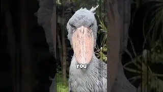 Shoebill Stork: The Bird That Doesn&rsquo;t Blink
