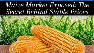 Maize Market Exposed: The Secret Behind Stable Prices