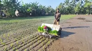tanam padi rice transplanter vietnam