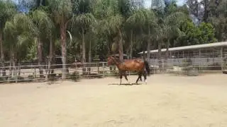 Jiggy walk
