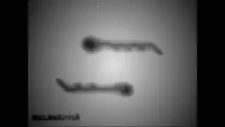 REQUESTED Effects of Windows Movie Maker in G Major 16