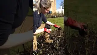 Level 3 Horticulture students pruning roses at CAFRE, Greenmount Campus