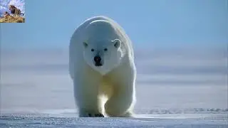 Polar bear hunting seal | Subscribe channel #wildlife #animals #wildlife 