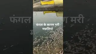#fishing #short #shortvideo #youtubeshorts #yt #viral #funny #comedy  #live #reels #trending #shorts