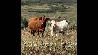 Lindy Greig - 530# October Delivery Heifer Calves - 45 Head (Nanton, AB)