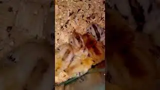 Baby Chicks Sleeping