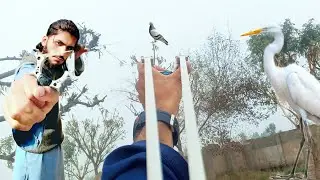 Sling Shot Hunting Wild Dove Pigion Partridges _ Frish Food bagula Hunt||