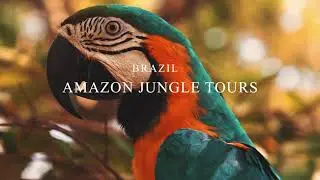 𝗔𝗠𝗔𝗭𝗢𝗡 𝗗𝗘𝗘𝗣 𝗝𝗨𝗡𝗚𝗟𝗘 𝗧𝗢𝗨𝗥𝗦 🌴 | 𝟰𝗞 𝗧𝗢𝗨𝗥 𝗩𝗜𝗗𝗘𝗢 | 𝗩𝗜𝗦𝗜𝗧 𝗧𝗛𝗘 𝗔𝗠𝗔𝗭𝗢𝗡 𝗥𝗔𝗜𝗡𝗙𝗢𝗥𝗘𝗦𝗧 🌎