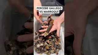 PERCEBE GALLEGO Y MARROQU&Iacute; #percebes #mariscos #gastronomia #pesca #galicia #comida #marisco