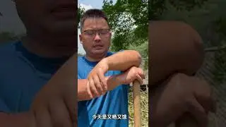 Renovating the Ancestral House Area: Growing Your Own Vegetables and Enjoying Village Life Ep 14
