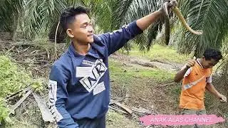 Fishing Super Eel Baboon auto release || Mancing Belut #08