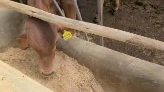 How to Feed & Breed Bulls for Maximum Profit and Fertility