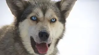 Dog Sledding in Jasper, Alberta Canada
